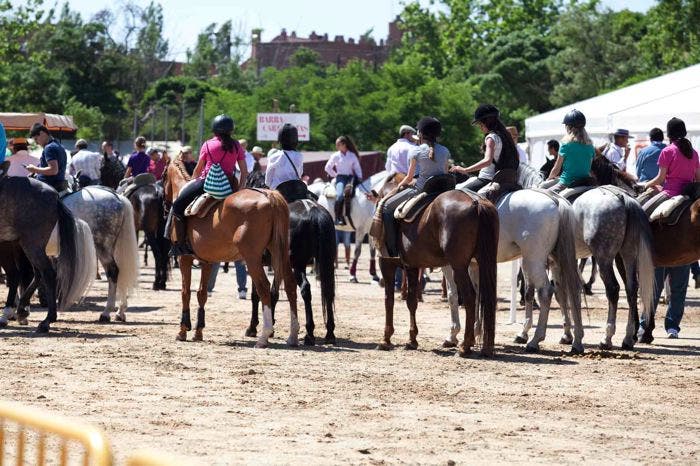 El club DEME defiende el desfile del 4 de enero y afirma que «el maltrato animal no existe en ningún momento»