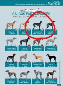 Fallece el galgo andaluz «Langostino del Chabolo» en la última carrera de la jornada del Campeonato Nacional de Galgos en Campo