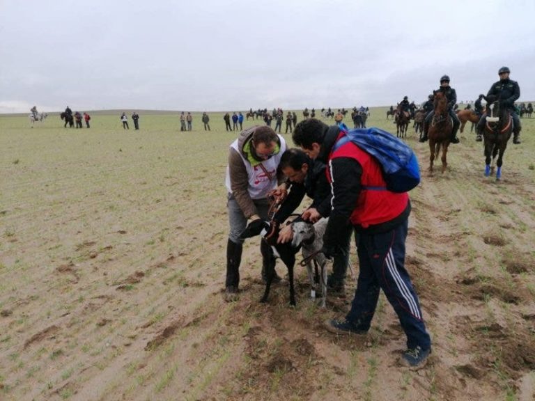 Ya conocemos los dos últimos participantes que completan  la semifinal del Campeonato de España de Galgos