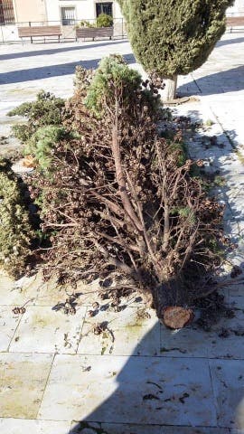 Desprendimiento de cornisas y árboles arrancados en Nava del Rey