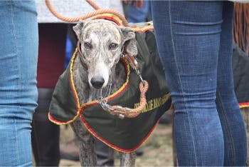 La niebla no impide el transcurso del Campeonato de España de Galgos en Campo