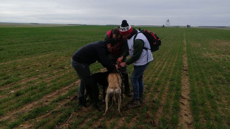 La galga 'Liosa' se mete en la final del LXXXII Campeonato Nacional de Galgos en Campo