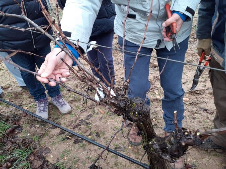 La Seca copa en mano: Tiempo de PODA en la cuna del verdejo