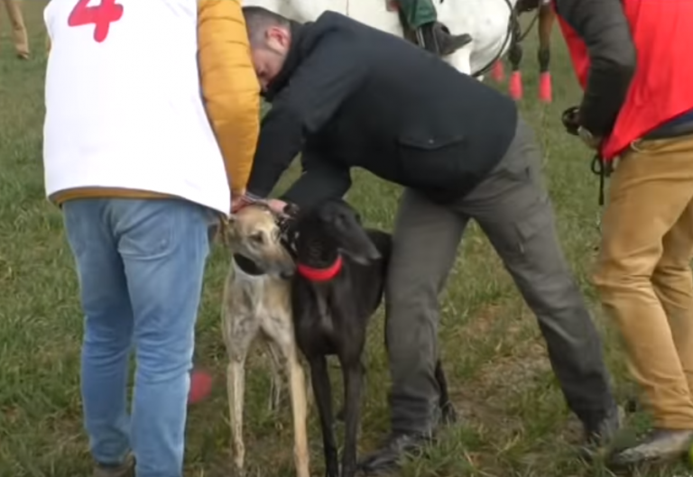 La final del Campeonato de España de galgos será un duelo Castellano-Andaluz