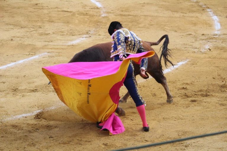 Medina del Campo celebrará una novillada el 24 de octubre dentro del Circuito de Novilladas de Castilla y León