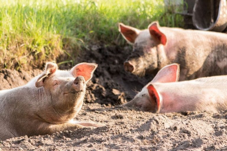 La Consejería de Agricultura, Ganadería y Desarrollo Rural amplía el plazo, hasta el 11 de septiembre, para que los ganaderos de cochinillo, cerdo ibérico y lidia, afectados por el Covid-19, soliciten sus ayudas