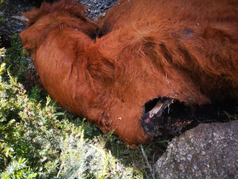 UPA denuncia que los lobos vuelven a atacar a varias explotaciones de vacuno en la Comarca de Pinares