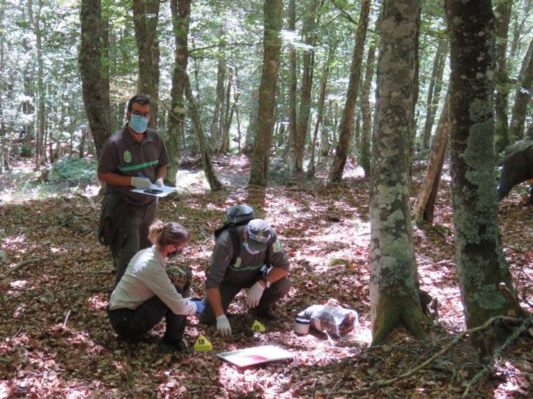 Aparecen los restos esqueletizados de un oso pardo en la localidad de San Juan de Redondo, municipio de La Pernía, Palencia