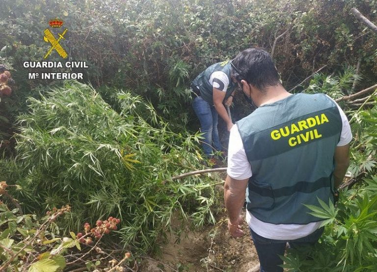 La Guardia Civil de Zamora descubre tres plantaciones de marihuana en el área periurbana de la capital