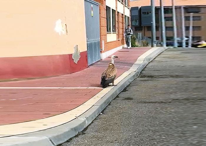 Medina del Campo: "Intruso" a la salida del colegio