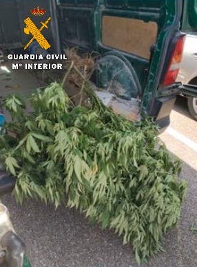 Dos detenidos en Aldeamayor de San Martín por robar ocho plantas de marihuana