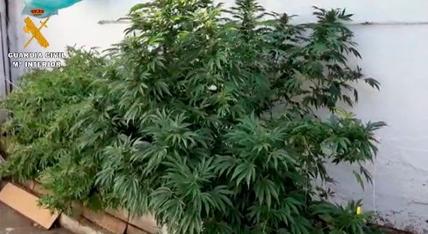 La Guardia Civil descubre una plantación de Cannabis Sativa en el patio de una vivienda en Quintanilla de Onésimo