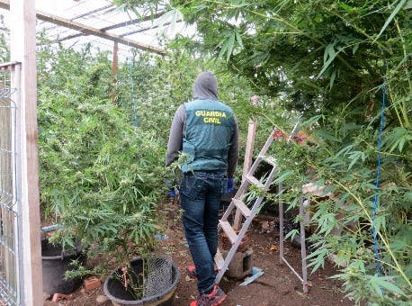 Tres detenidos por cultivo de marihuana en Laguna de Duero