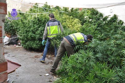 La Policía Nacional ha desmantelado una plantación de marihuana en el Barrio de España