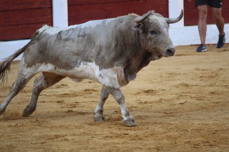 Se confirma una segunda novillada en Medina del Campo para el 25 de octubre