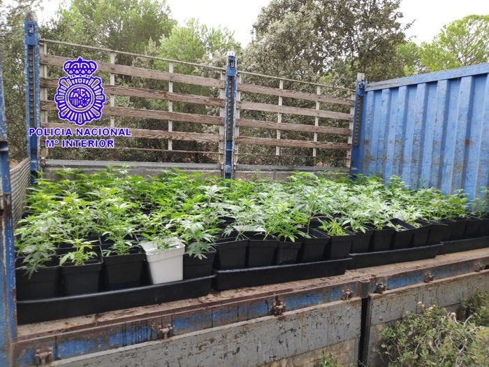 Localizadas 500 plantas de marihuana en un pinar de Medina del Campo