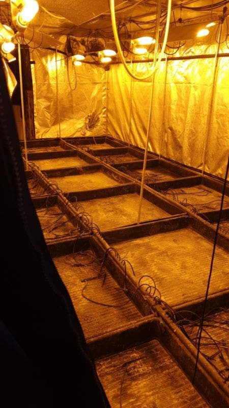 Medina del Campo: La policía desmantela una instalación "indoor" de marihuana con una capacidad de 1000 plantas en la urbanización La Aceitera