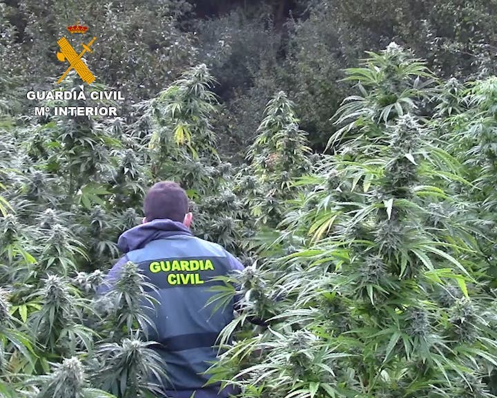 La Guardia Civil descubre una importante plantación de marihuana oculta en el monte