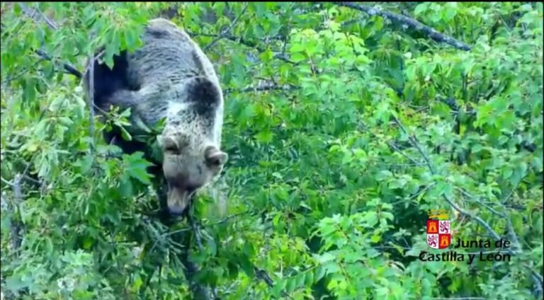 La Junta activa un teléfono para alertar de la presencia de osos en entornos urbanos