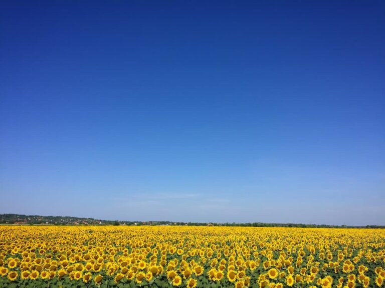 Planes de verano