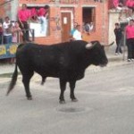 Toro de Santiago en El Carpio2012