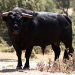 Toro de la Despedida de Medina del Campo