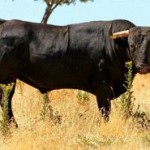 Toro del Alba de Medina del Campo