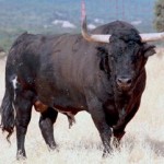 Volante, Toro de la Vega 2012