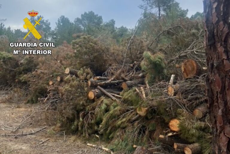 Investigada una persona por el hurto de 23 toneladas de madera de pino