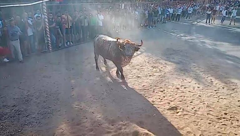 Rueda se prepara para su tradicional ‘Toro de la Vendimia’