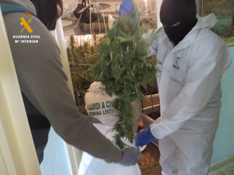 Cuatro personas detenidas en la desmantelación de una plantación de marihuana en Ciudad Rodrigo
