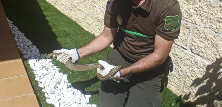 Capturan una culebra de escalera en el patio de una vivienda en Segovia