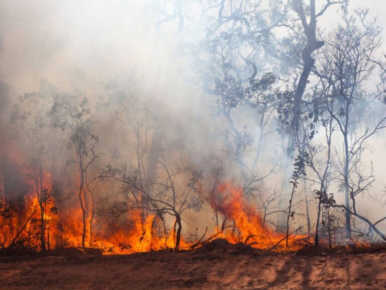 Declarado nivel 2 de emergencia en el incendio forestal de Castrillo de los Polvazares (León) por riesgo para personas y bienes