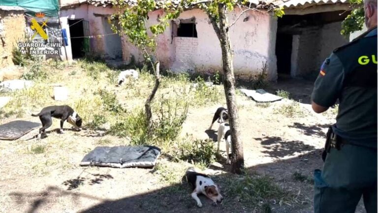Desmantelada una falsa protectora de animales por abandono y maltrato en Zamora
