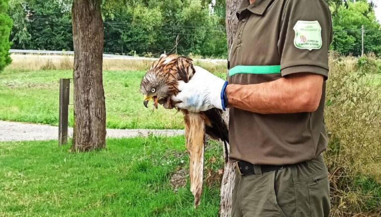 Rescatan a un milano real herido en San Ildefonso