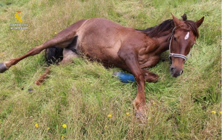 La Guardia Civil investiga a un hombre por presunto maltrato animal a dos caballos