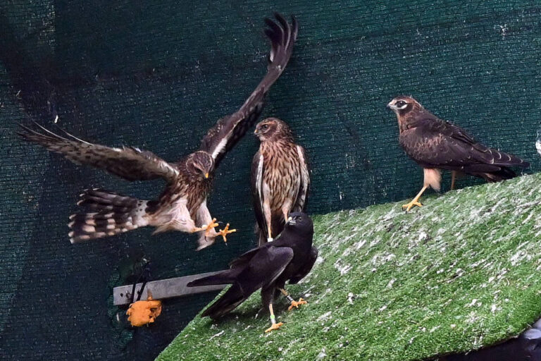 Castilla y León localiza más de 400 nidos de aguilucho cenizo en una campaña de conservación pionera