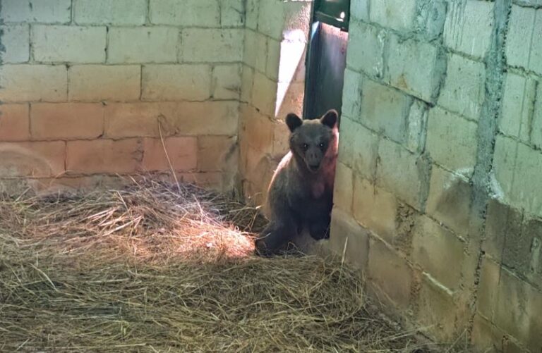 La Osezna Cova, trasladada a Valsemana para su reintroducción en el medio natural