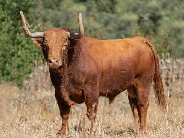 Tordesillas presenta un programa festivo que fusiona tradición y modernidad en honor a la Virgen de la Guía y de la Peña