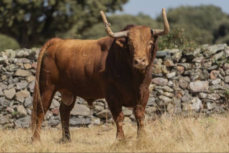 Tordesillas calienta motores para los encierros y el Toro de la Vega con destacadas ganaderías