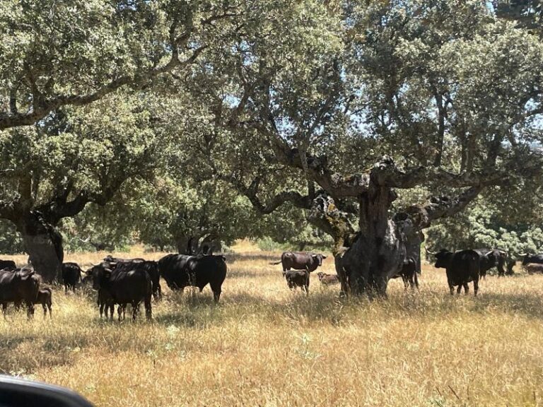 La Junta impulsa la innovación para promocionar la carne de vacuno bravo en Castilla y León