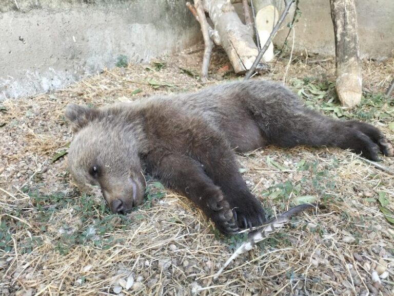 El osezno rescatado en Barniedo de la Reina continúa su recuperación con éxito en el CRAS de Valladolid