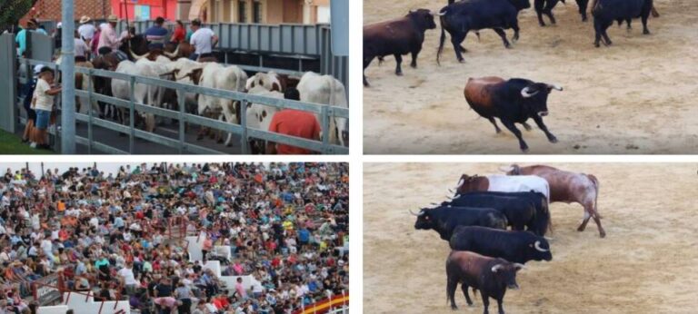 Medina del Campo se prepara para un encierro especial con tres ganaderías en las Ferias de San Antolín