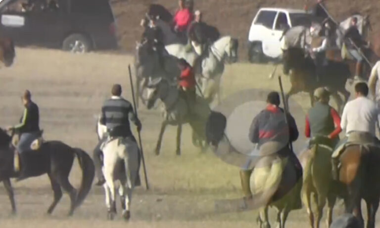 Vídeo: Un caballo recibe una cornada en el último encierro de San Antolín de Medina del Campo