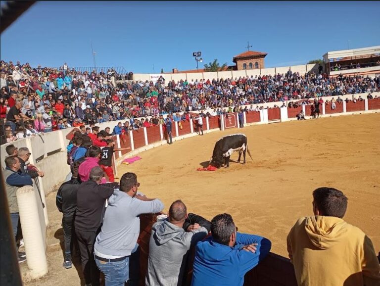 El tercer encierro en Olmedo termina con la muerte de un caballo tras ser corneado