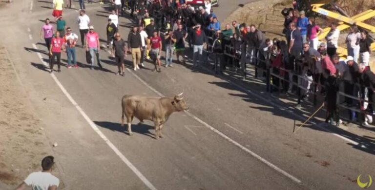 Un encierro y su probadilla cierran las fiestas de Olmedo