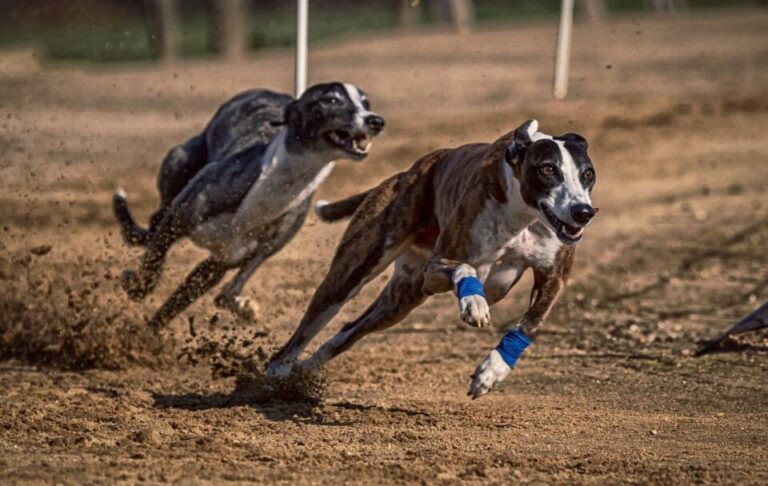 Carpio experimentará emoción en la XI carrera de galgos con liebre mecánica