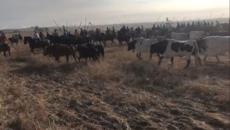 Un corneado y cuatro toros anestesiados en el primer encierro de San Antolín en Medina del Campo