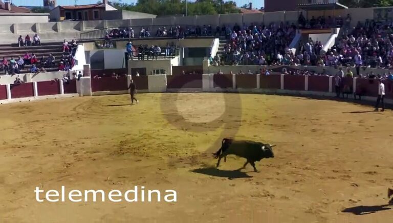 Un toro salta al callejón de la plaza de toros de Olmedo