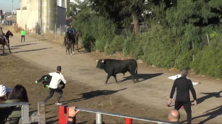 Encierro 7 de Septiembre – San Antolín 2024 Medina del Campo